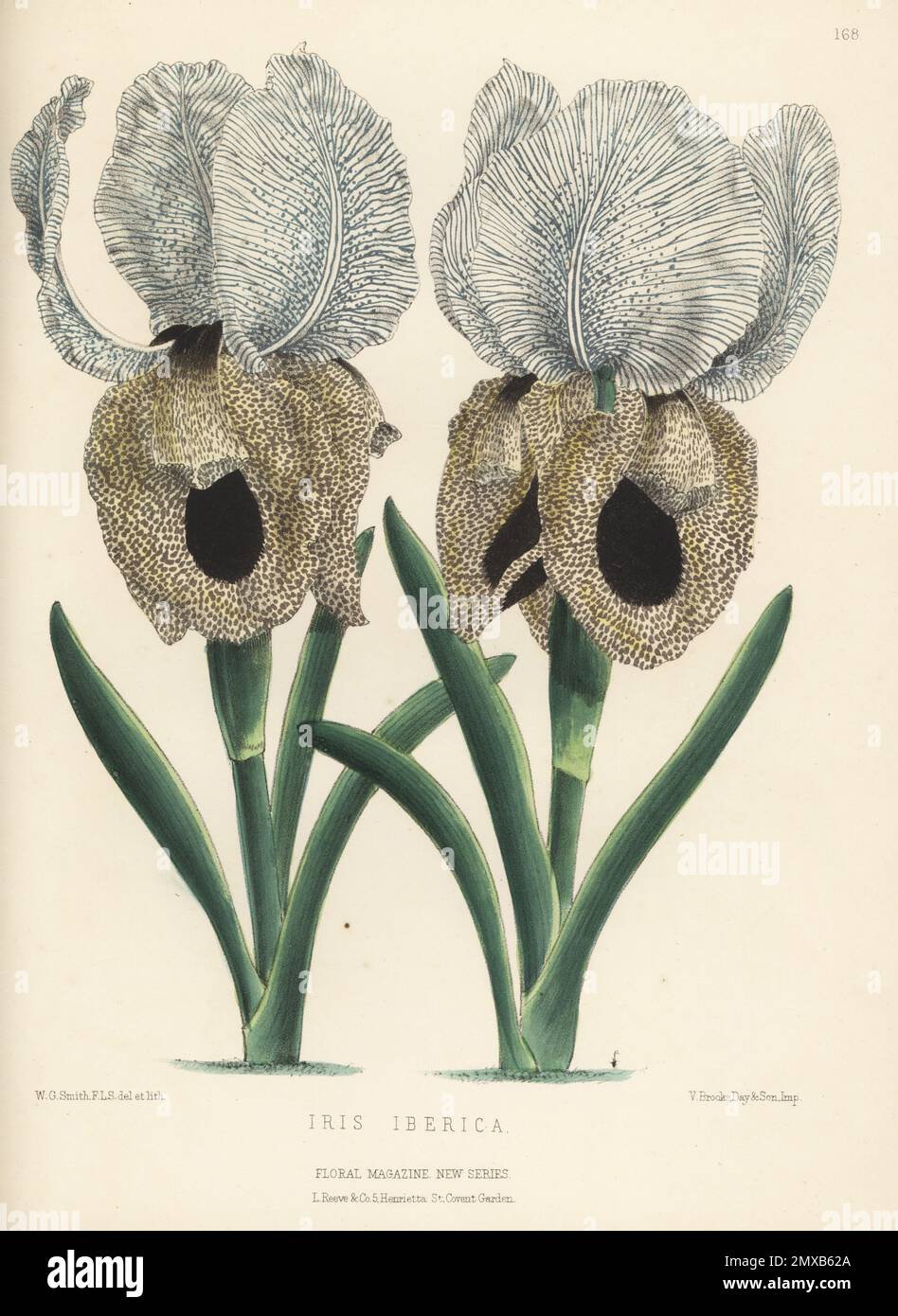 Iberian iris or Georgian iris, Iris iberica, native to the Caucasus mountains of Armenia, eastern Georgia, and western Azerbaijan. Raised by H. E. Chitty of Bellevue Nursery, New Jersey, USA. Handcolored botanical illustration drawn and lithographed by Worthington George Smith from Henry Honywood Dombrain's Floral Magazine, New Series, Volume 3, L. Reeve, London, 1874. Lithograph printed by Vincent Brooks, Day & Son. Stock Photo