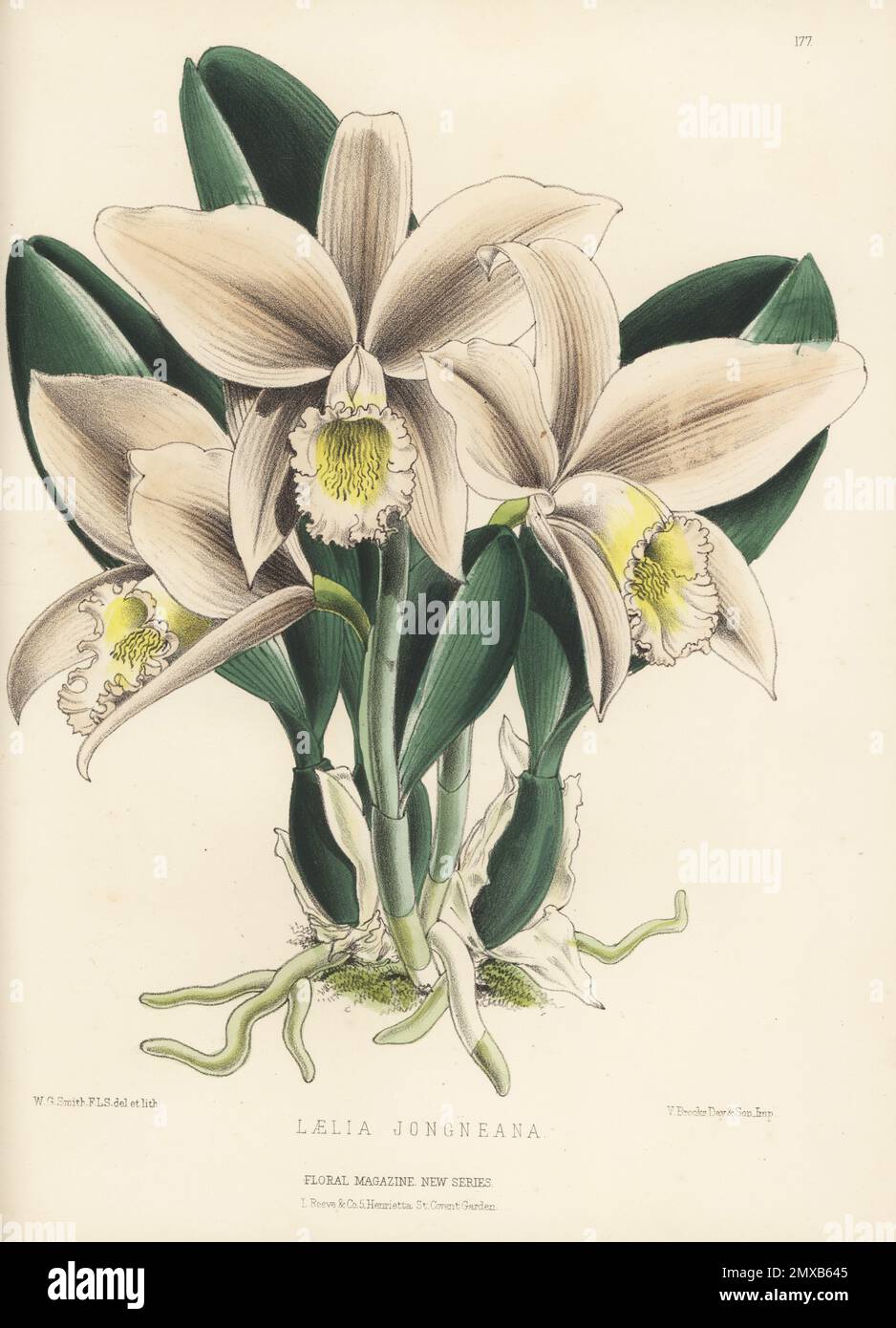 Jonghe's cattleya orchid, Cattleya jongheana, native to Brazil. Imported by Jean de Jonghe of Brussels, discovered by Libon. As Laelia jongheana, Laelia jongneana on plate. Handcolored botanical illustration drawn and lithographed by Worthington George Smith from Henry Honywood Dombrain's Floral Magazine, New Series, Volume 4, L. Reeve, London, 1875. Lithograph printed by Vincent Brooks, Day & Son. Stock Photo