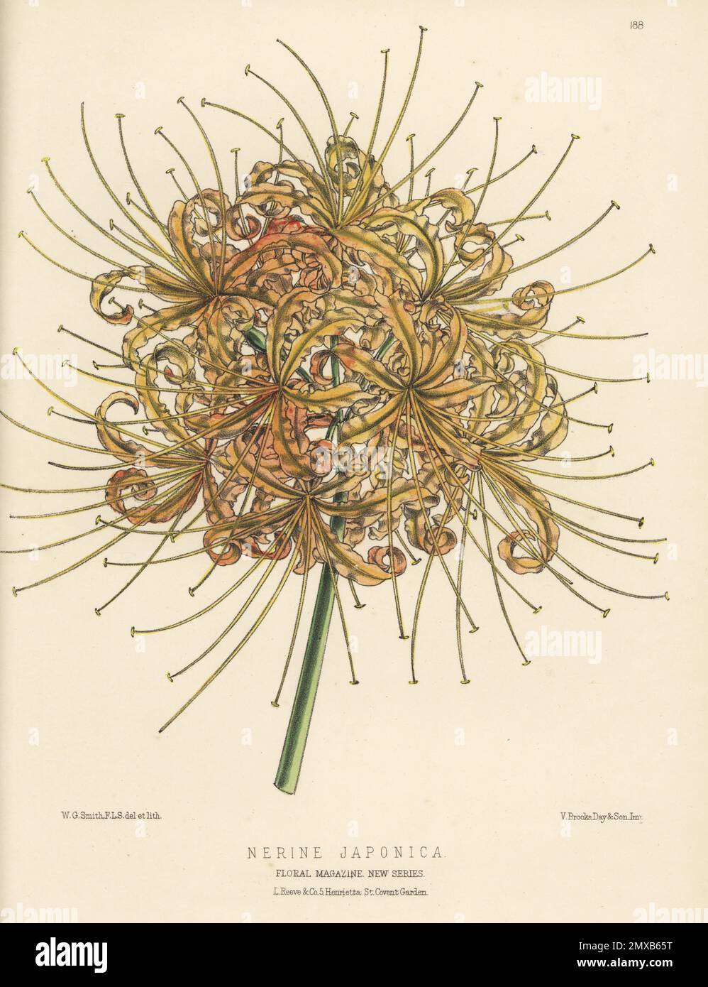 Red spider lily, red magic lily, corpse flower, or equinox flower, Lycoris radiata. From Japan, supplied by the New Plant and Bulb Company, Lion Walk, Colchester. As Nerine japonica. Handcolored botanical illustration drawn and lithographed by Worthington George Smith from Henry Honywood Dombrain's Floral Magazine, New Series, Volume 4, L. Reeve, London, 1875. Lithograph printed by Vincent Brooks, Day & Son. Stock Photo