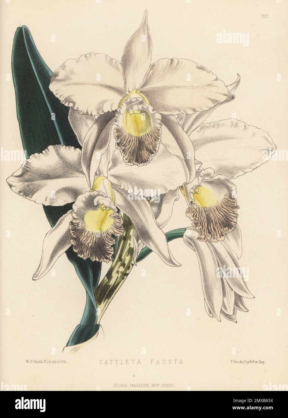 Cattleya orchid hybrid, Cattleya x fausta. Cross of C. loddigesii and C. exoniensis. Sold by James Veitch and Sons, Chelsea. Handcolored botanical illustration drawn and lithographed by Worthington George Smith from Henry Honywood Dombrain's Floral Magazine, New Series, Volume 4, L. Reeve, London, 1875. Lithograph printed by Vincent Brooks, Day & Son. Stock Photo