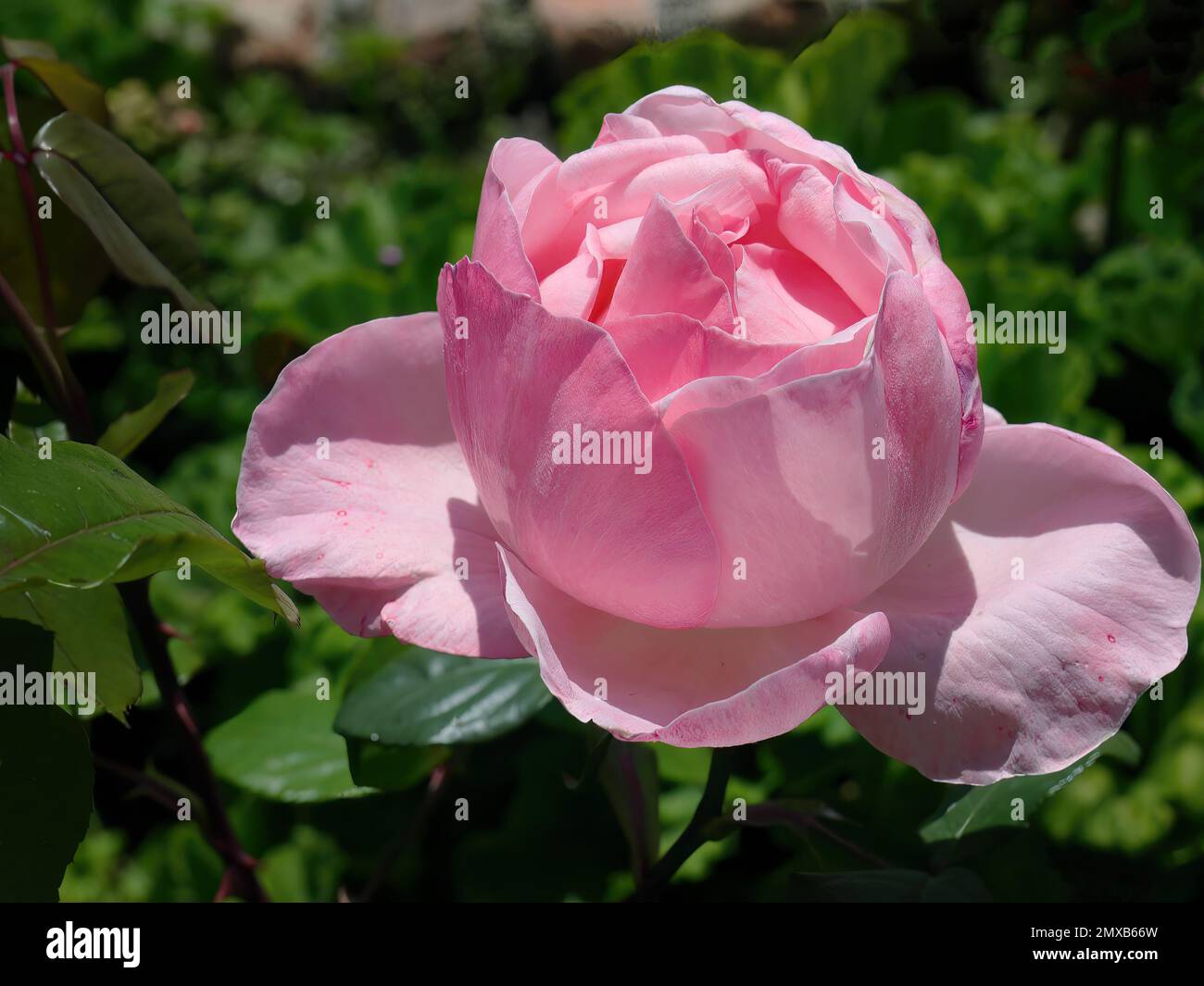 Close up a blooming Pale Pink English Rosa Queen Elizabeth, Grandiflora