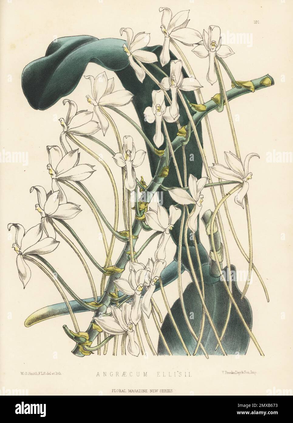 Aerangis ellisii, epiphytic orchid. Grown by Mr Day of Tottenham from a plant brought from Madagascar by the Reverend W. Ellis. As Angraecum ellisii. Handcolored botanical illustration drawn and lithographed by Worthington George Smith from Henry Honywood Dombrain's Floral Magazine, New Series, Volume 4, L. Reeve, London, 1875. Lithograph printed by Vincent Brooks, Day & Son. Stock Photo