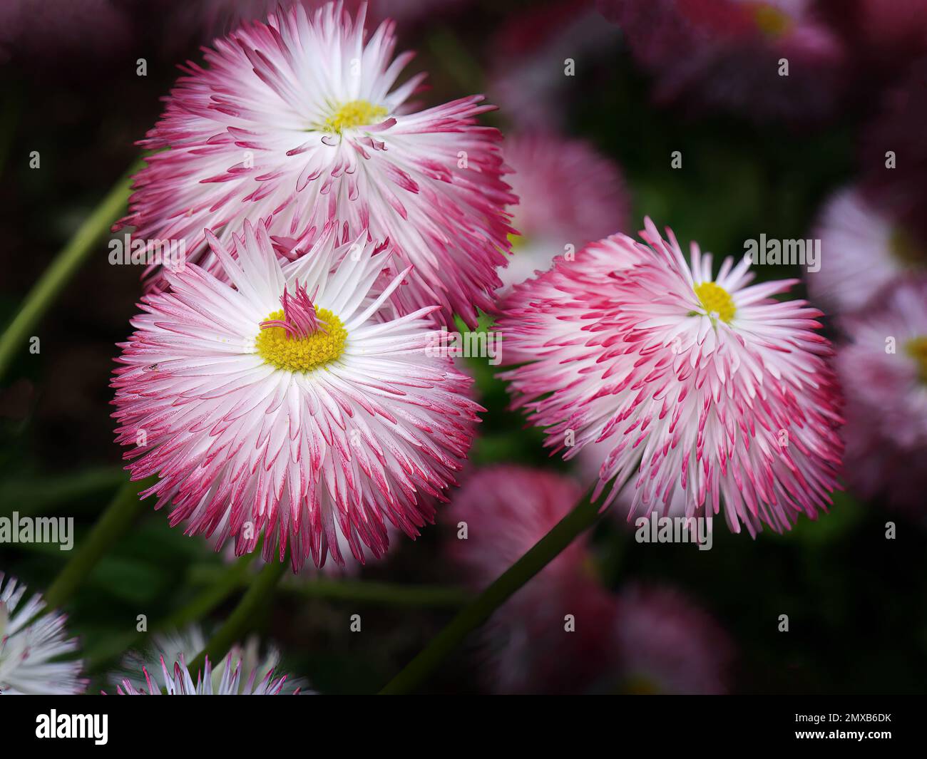 Pink flowers, English Daisy, Bellis perennis pomponette, daisy bloom, AKA Bellis Daisies, flowers garden, selective focus, close up, dark background Stock Photo