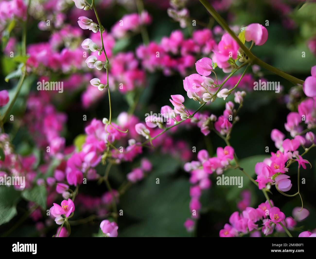 Small pink flowers Antigonon leptopus Hook, Tigon flowers, small ivy, Pink vine flowers, Mexican creeper, Chain of love, Creeper Flower, Coral vine Stock Photo
