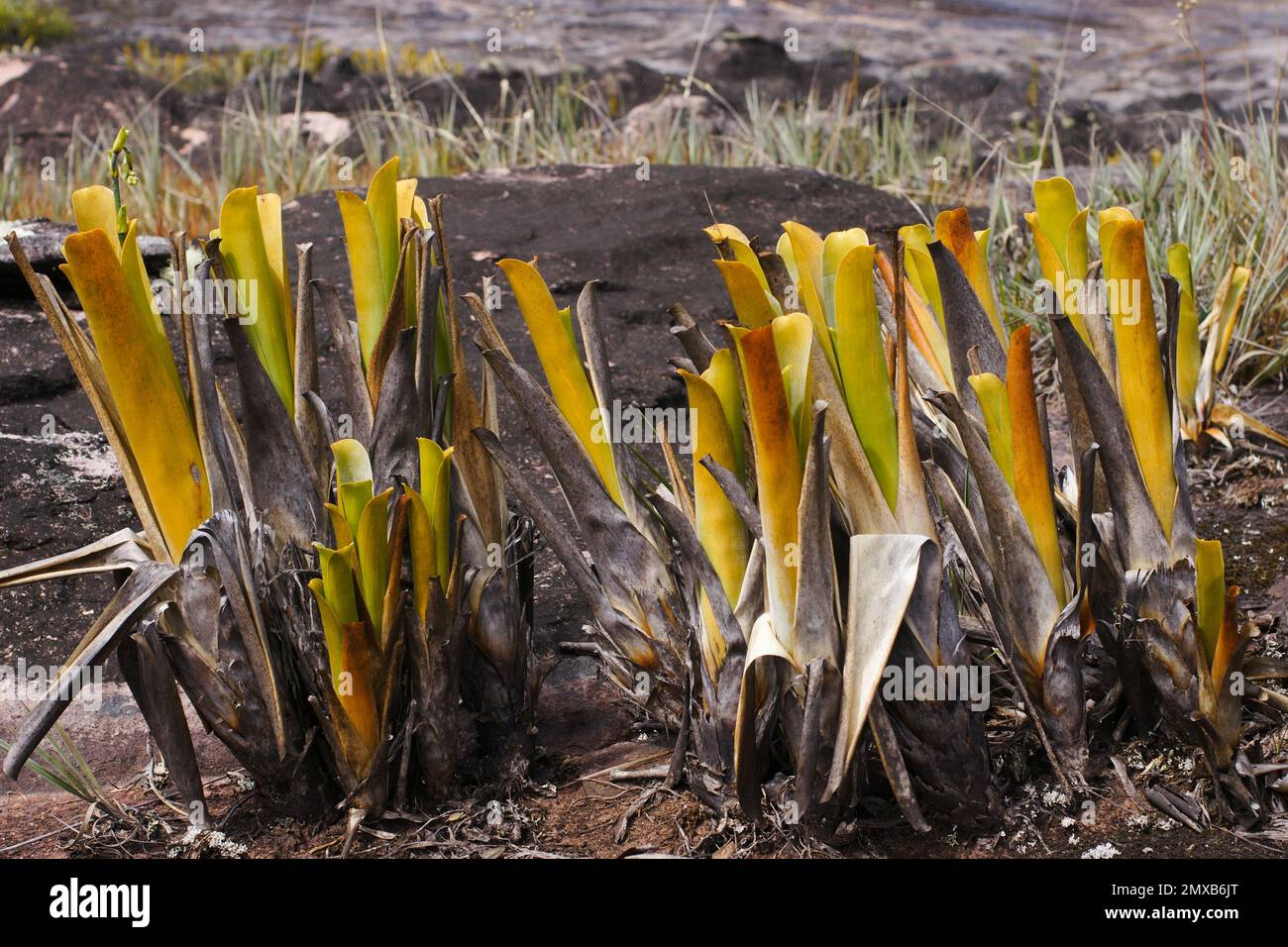 Pitchers of Brocchinia reducta, a carnivorous bromeliad, in nature on Auyan Tepui, Venezuela Stock Photo