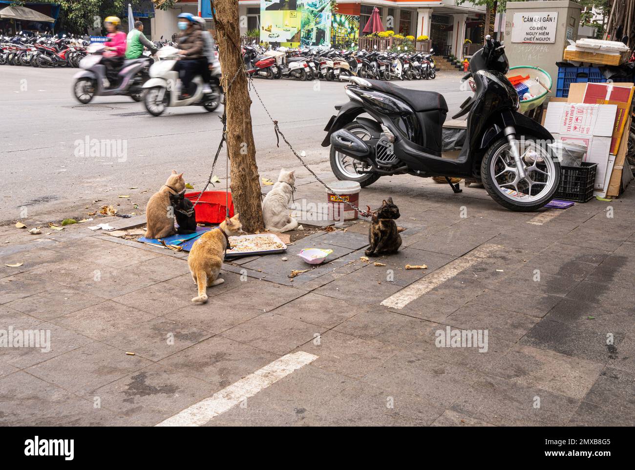 Hanoi, Vietnam, January 2023. cats on a leash on a street in the city centre Stock Photo