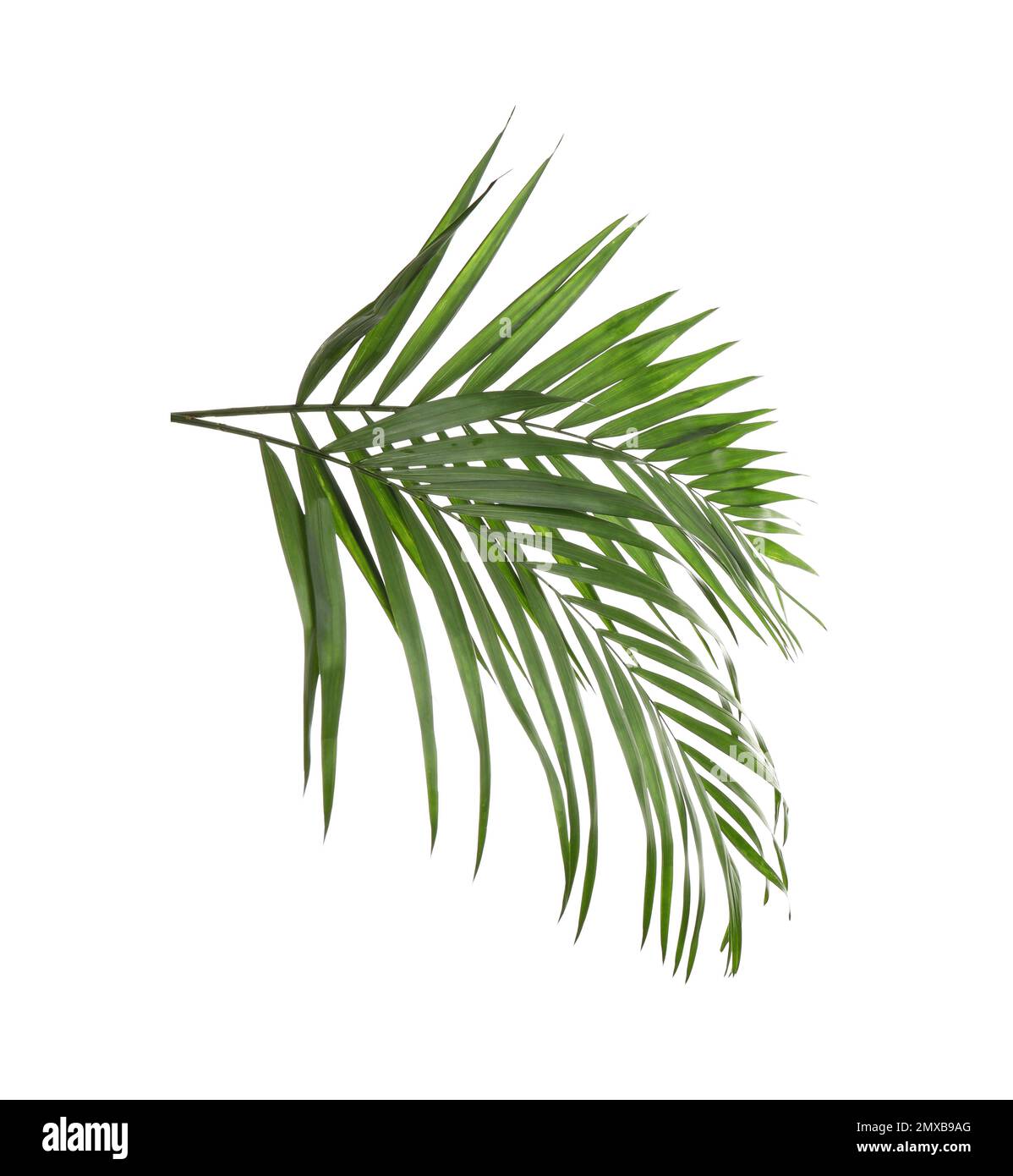 Green Tropical Leaves Wallpapers Wallpaper Cave - vrogue.co