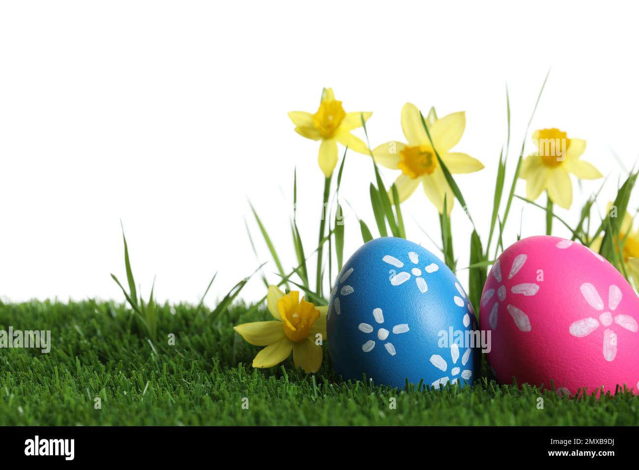 Colorful Easter eggs and daffodil flowers in green grass against white ...