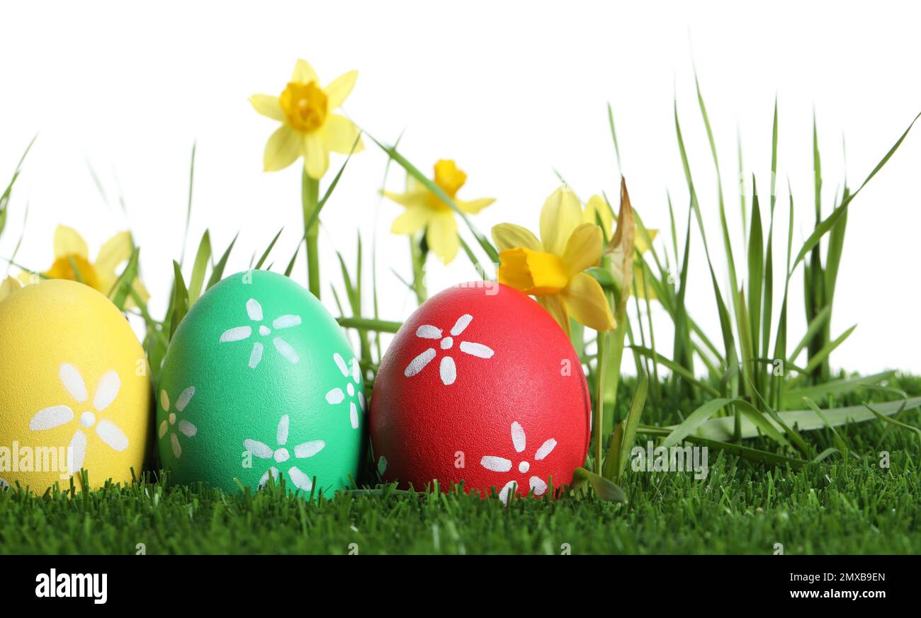 Colorful Easter eggs and daffodil flowers in green grass against white ...