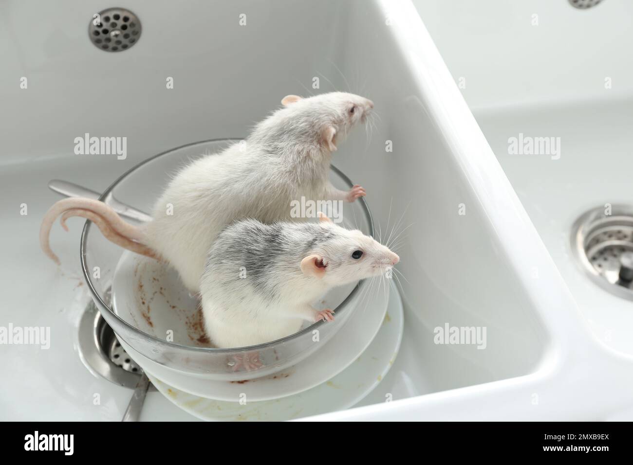 Rats and dirty dishes in kitchen sink. Pest control Stock Photo Alamy