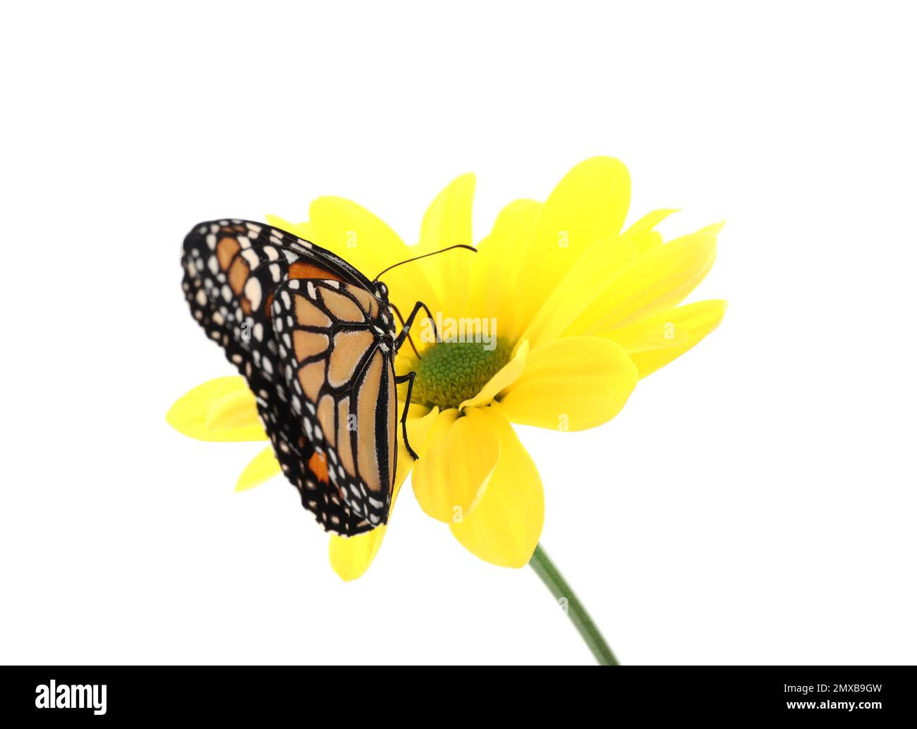 Flower with beautiful monarch butterfly isolated on white Stock Photo ...