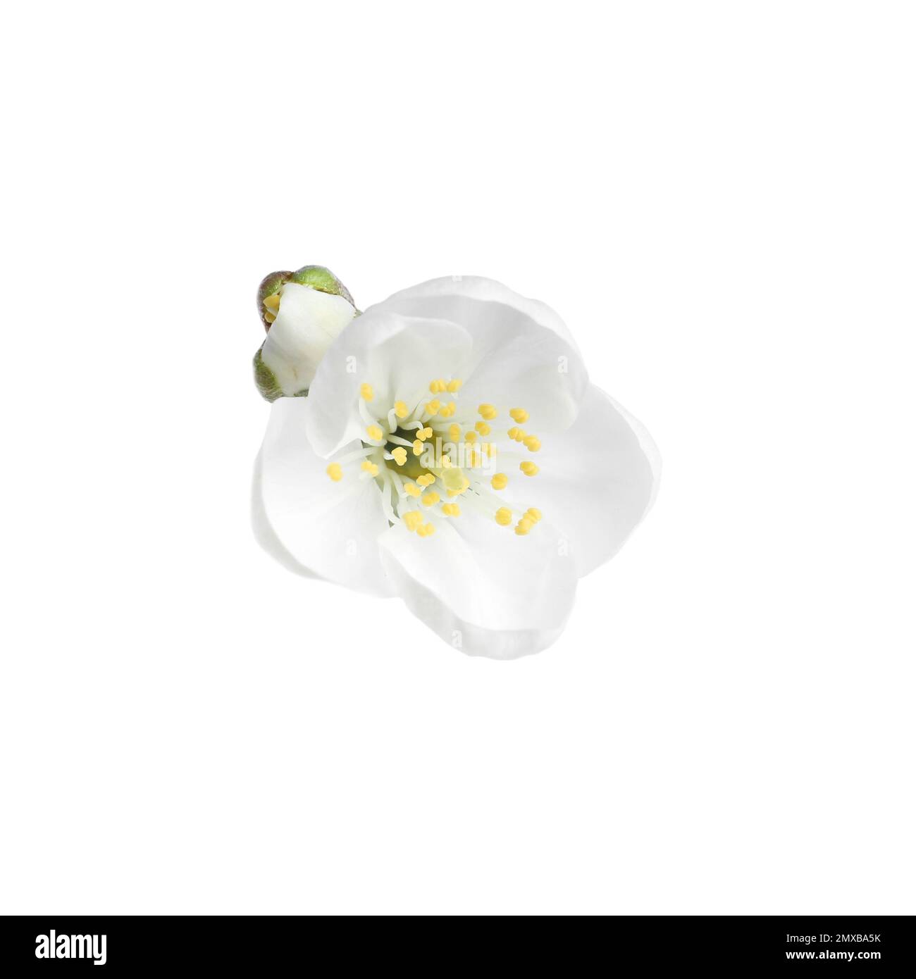 Beautiful tree blossom isolated on white. Spring season Stock Photo