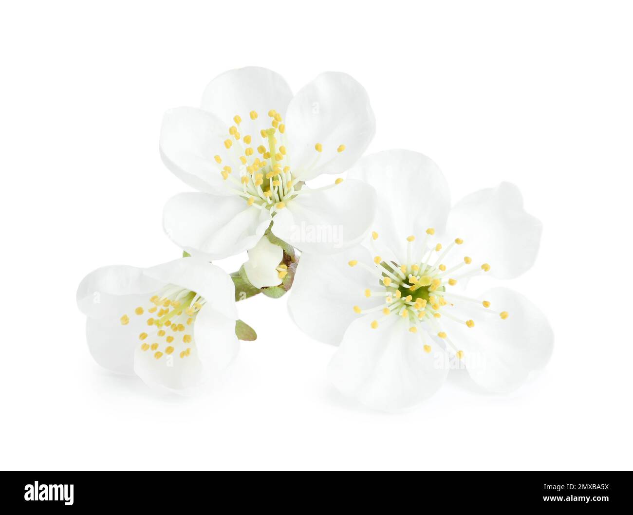 Beautiful tree blossom isolated on white. Spring season Stock Photo