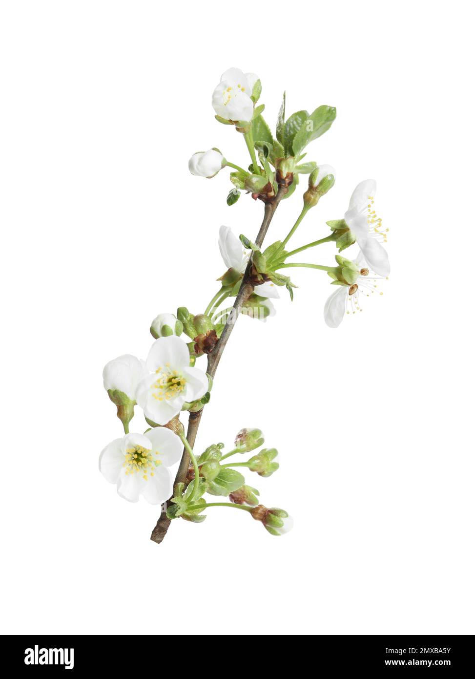 Tree branch with blossom isolated on white. Spring season Stock Photo