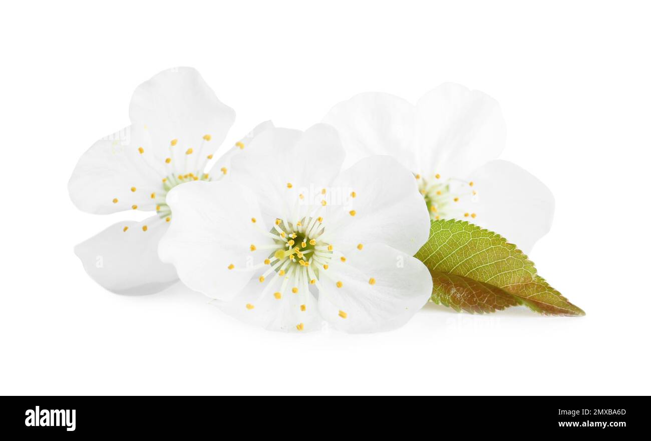 Beautiful tree blossom isolated on white. Spring season Stock Photo