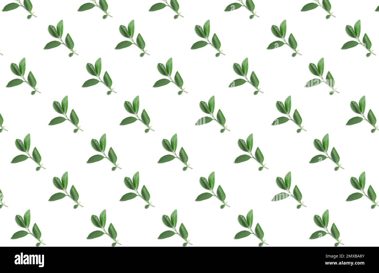 Pattern of lemon tree leaves on white background Stock Photo
