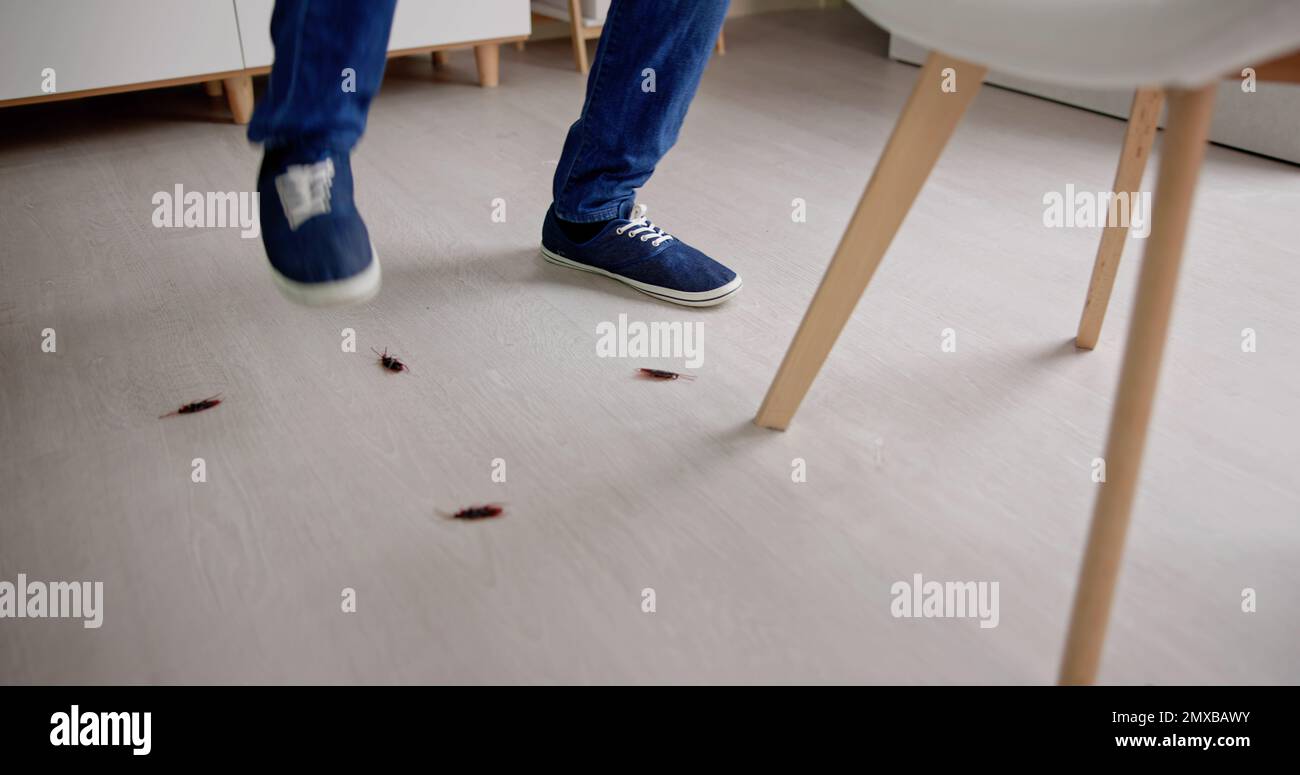 Cockroach Bugs In Dirty House Indoors. Apartment Hygiene Stock Photo