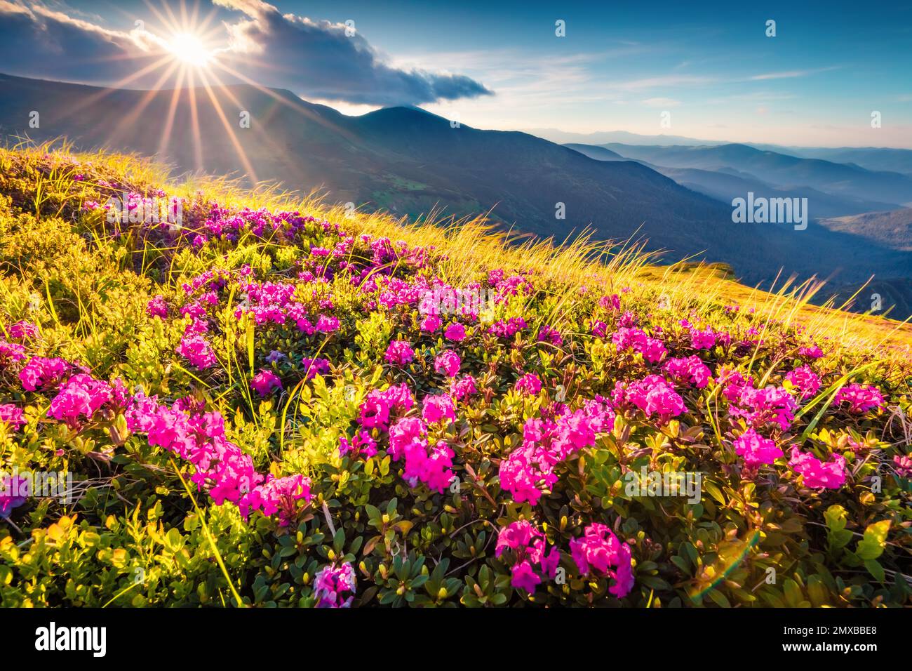Beautiful summer scenery. Blooming pink rhododendron flowers on Chornogora range. Dramatic summer view of Carpathian mountains with highest peak Hover Stock Photo