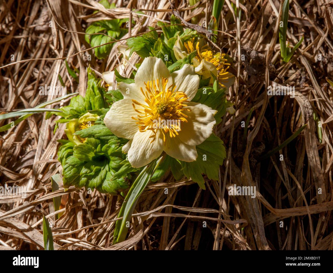Globeflower (Trollius laxus) in the Colorado Rockies Stock Photo