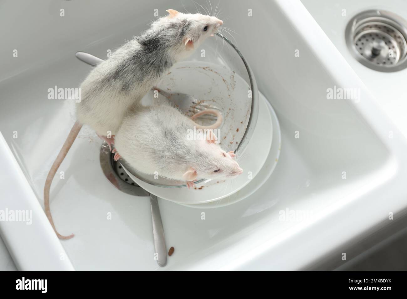 Rats and dirty dishes in kitchen sink. Pest control Stock Photo Alamy