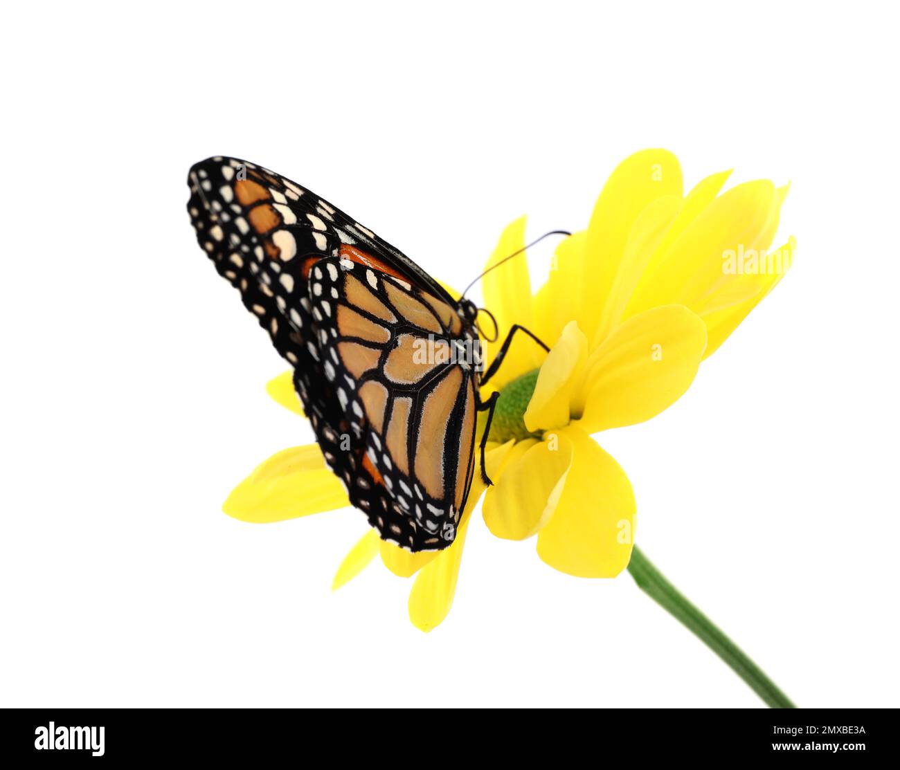 Flower with beautiful monarch butterfly isolated on white Stock Photo ...