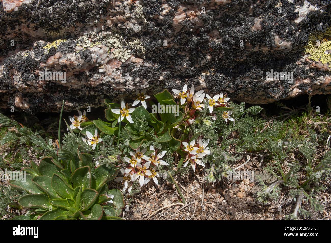 Alpine SpringBeauty (Claytonia megarhiza) growing at the 12,900foot