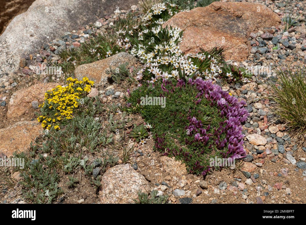 Three patches of wildflowers at the 12,900-foot level on Colorado's Mount Evans.  Yellow:  Snowbed Draba (Draba crassifolia); purple:  Dwarf Clover (T Stock Photo