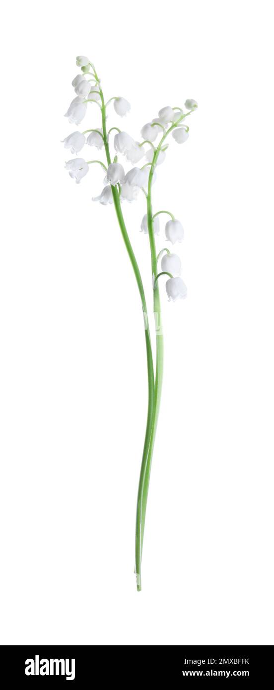 Beautiful lily of the valley flowers isolated on white Stock Photo - Alamy