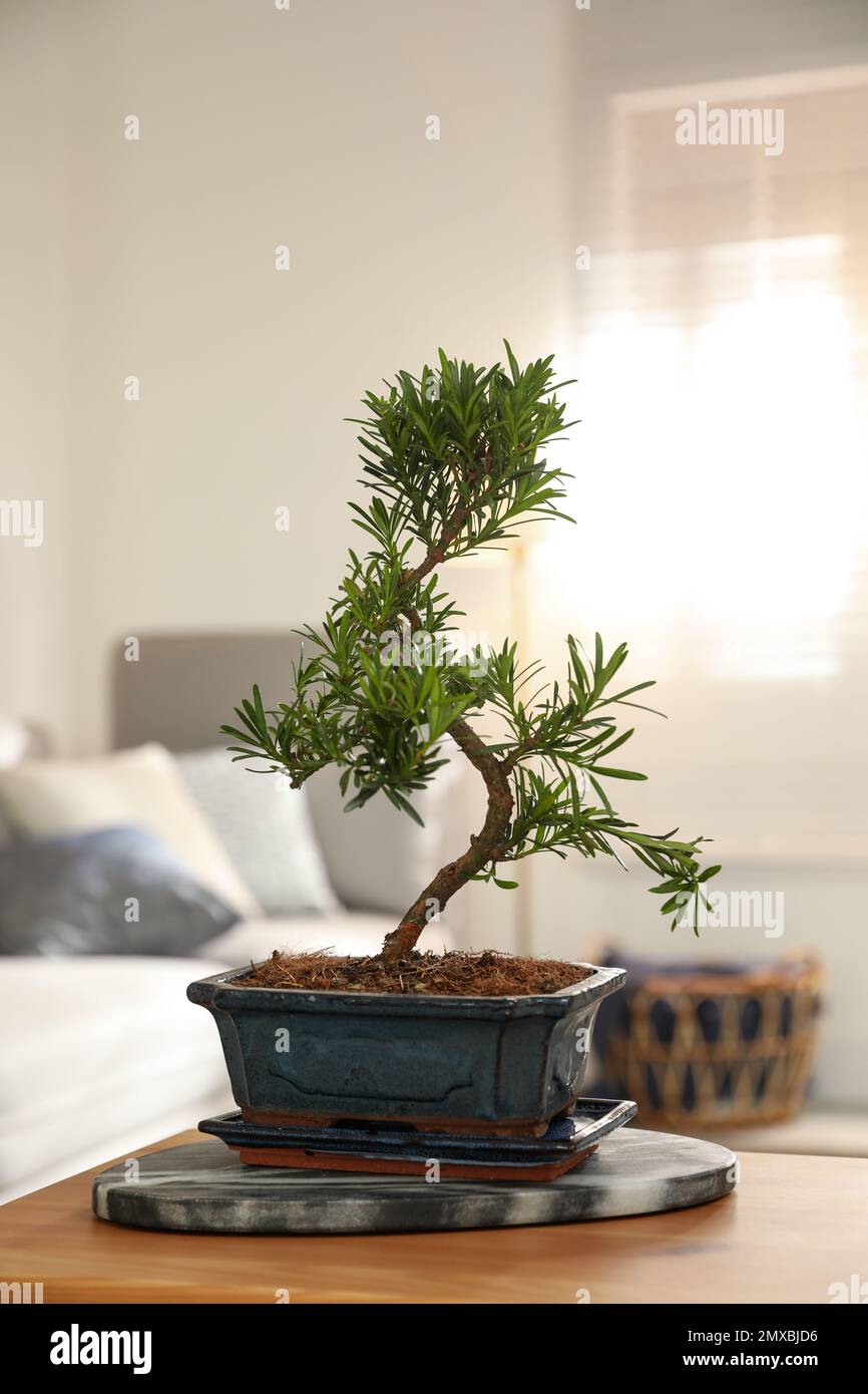 Japanese bonsai plant on table in living room. Creating zen atmosphere at  home Stock Photo - Alamy