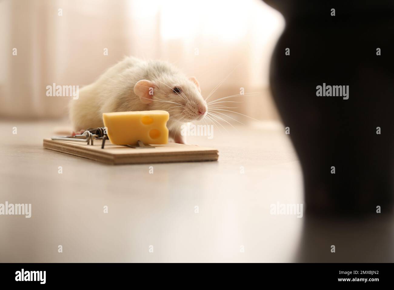 PIC Mouse Traps, Pest Control