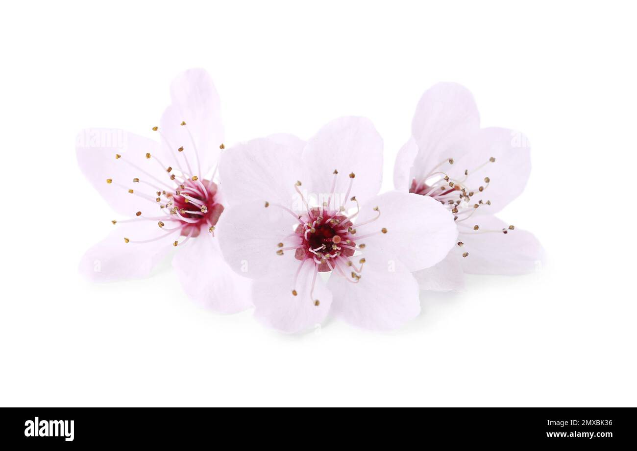 Beautiful plum blossom isolated on white. Spring season Stock Photo