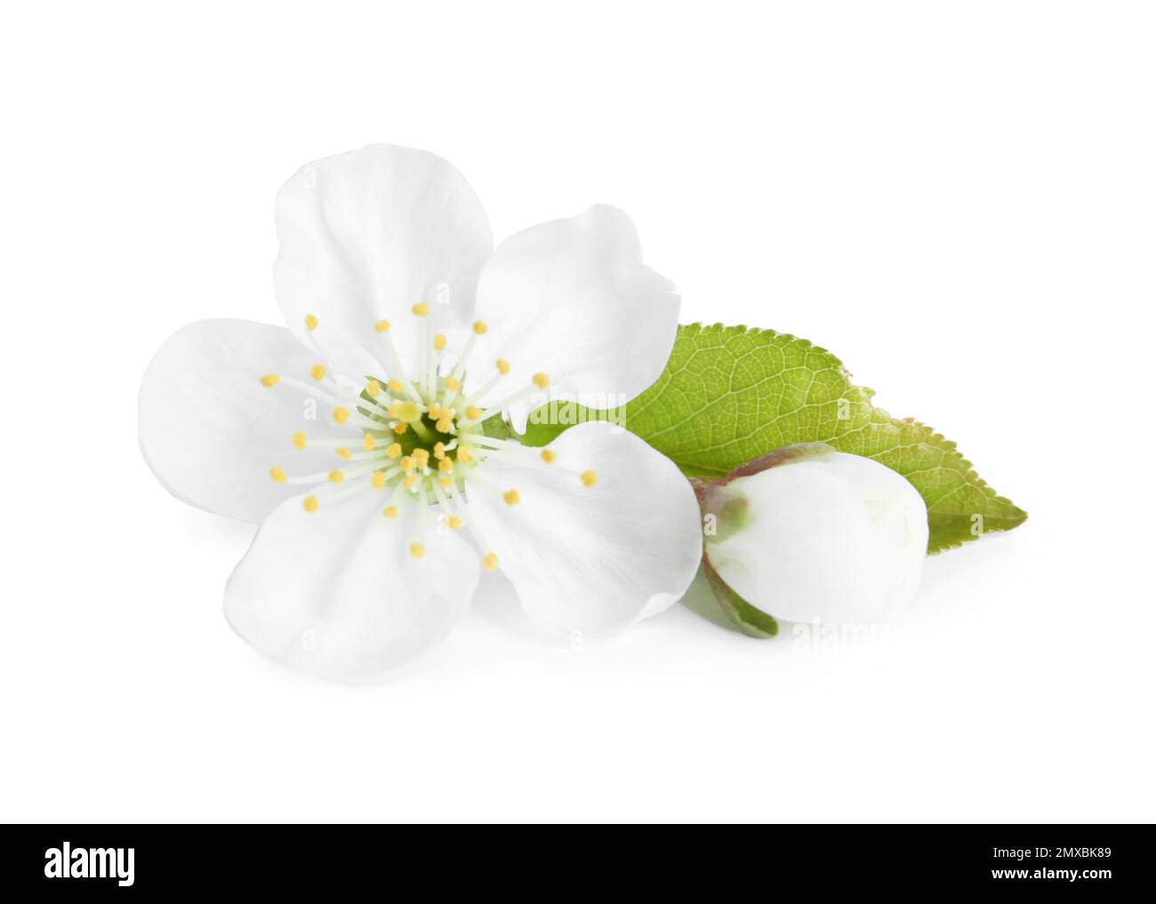 Beautiful tree blossom isolated on white. Spring season Stock Photo
