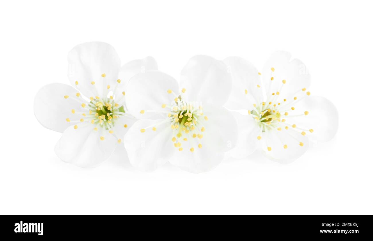 Beautiful tree blossom isolated on white. Spring season Stock Photo