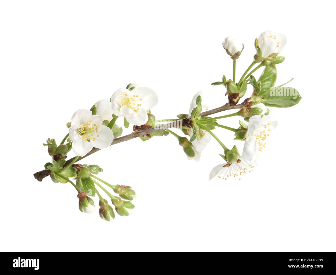Tree branch with blossom isolated on white. Spring season Stock Photo