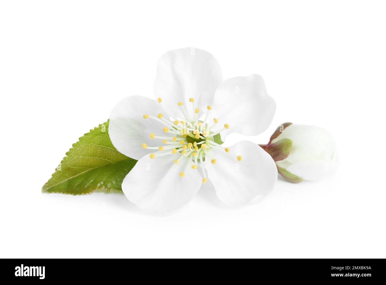 Beautiful tree blossom isolated on white. Spring season Stock Photo
