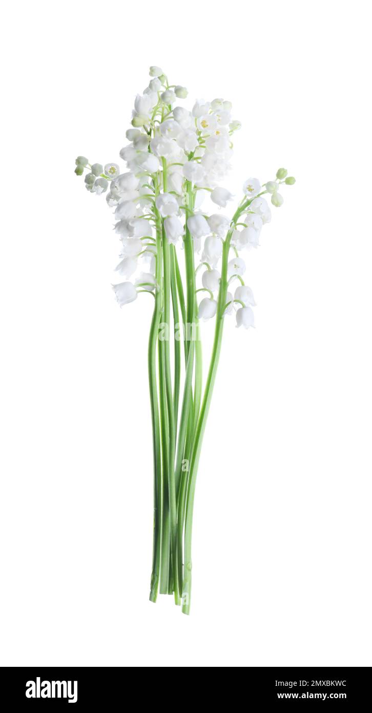 Beautiful lily of the valley flowers isolated on white Stock Photo - Alamy