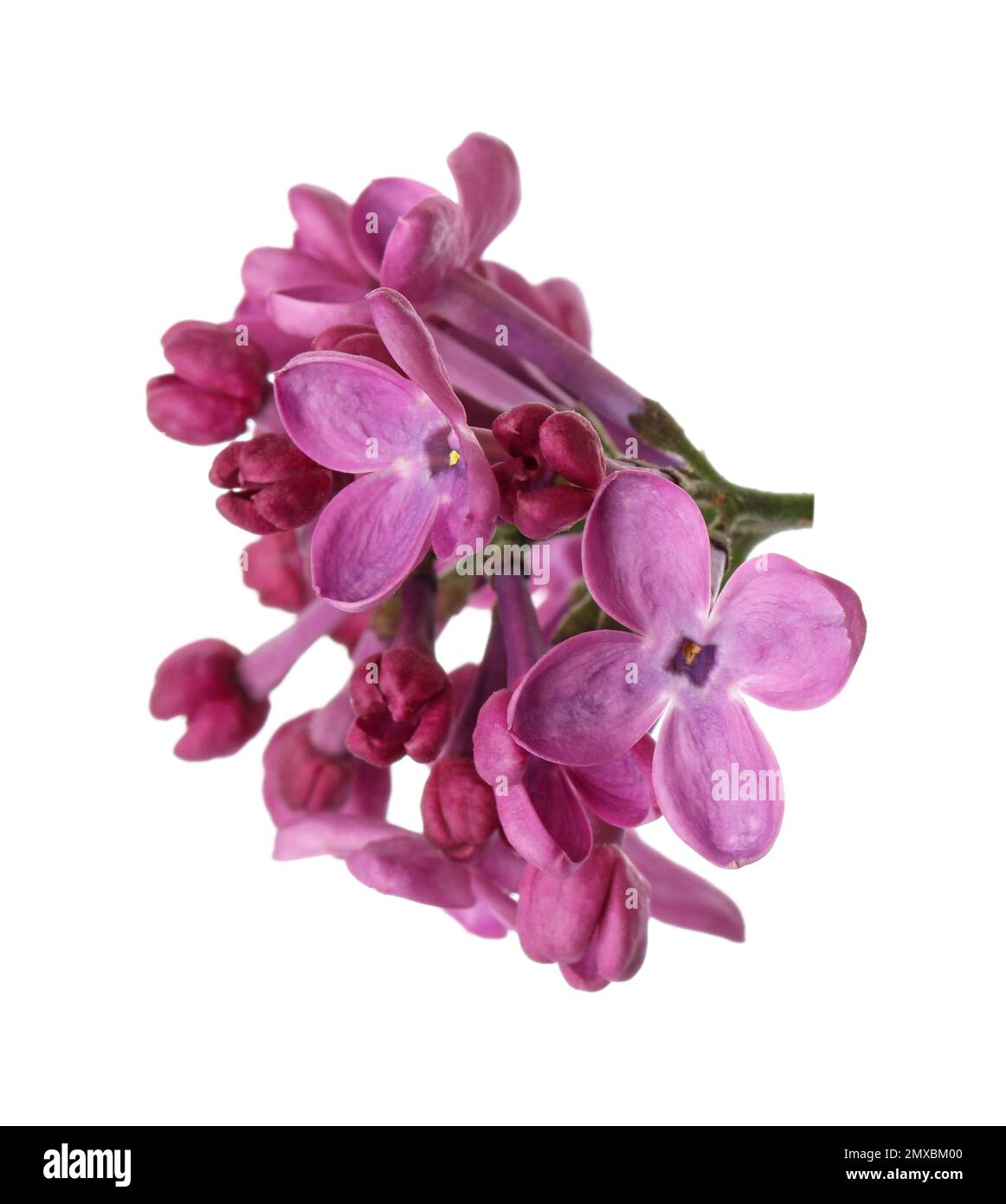 Beautiful purple lilac blossom isolated on white Stock Photo - Alamy