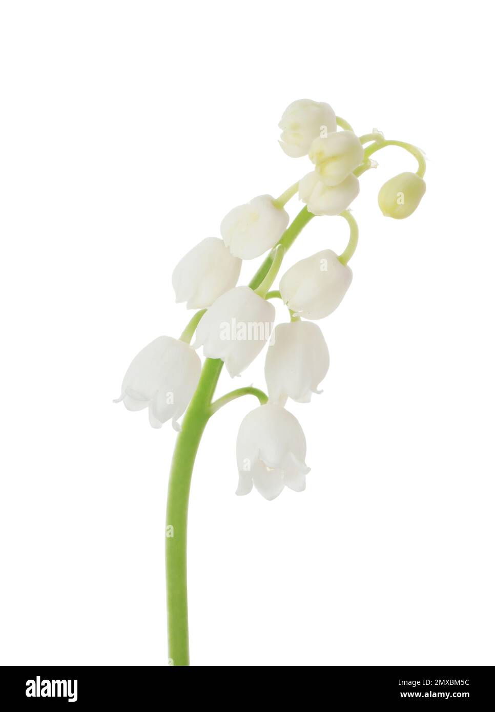 Beautiful lily of the valley isolated on white Stock Photo - Alamy