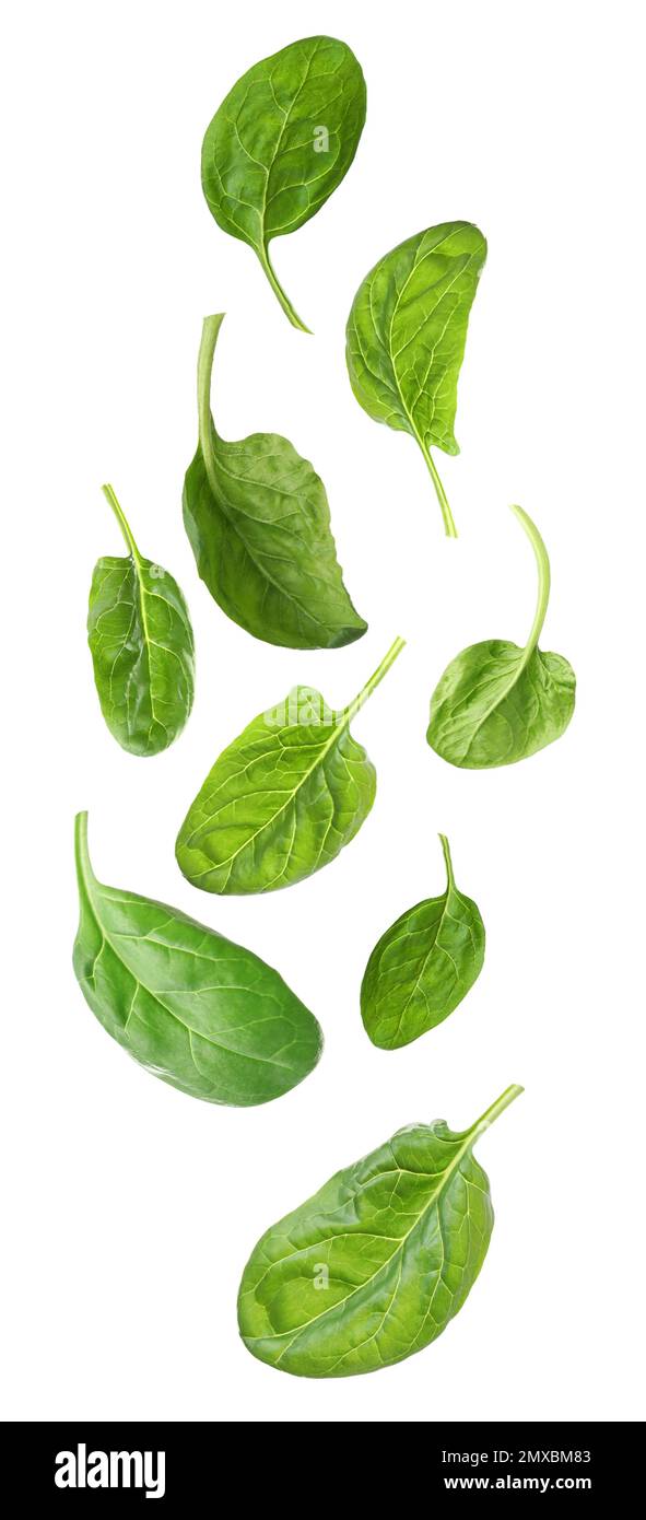 Set with fresh green spinach leaves falling on white background Stock ...
