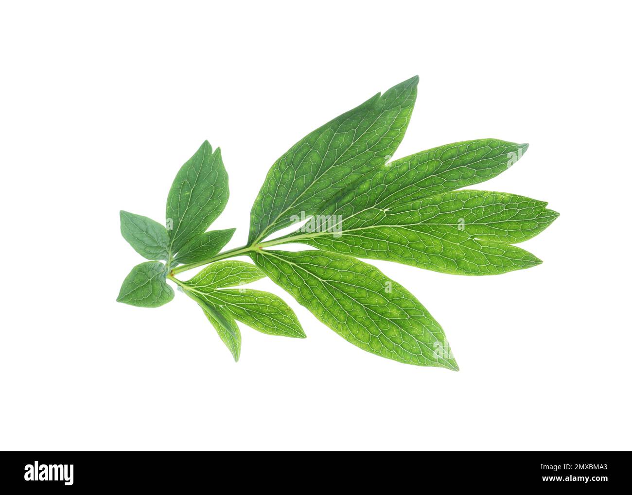 Fresh leaves of peony plant isolated on white Stock Photo - Alamy