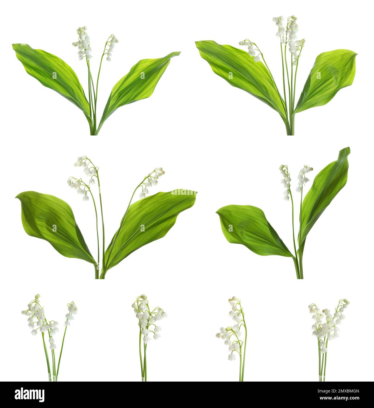 Collage with beautiful lilies of the valley on white background Stock