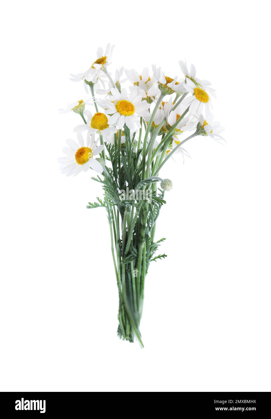 Beautiful fresh chamomile bouquet isolated on white Stock Photo - Alamy