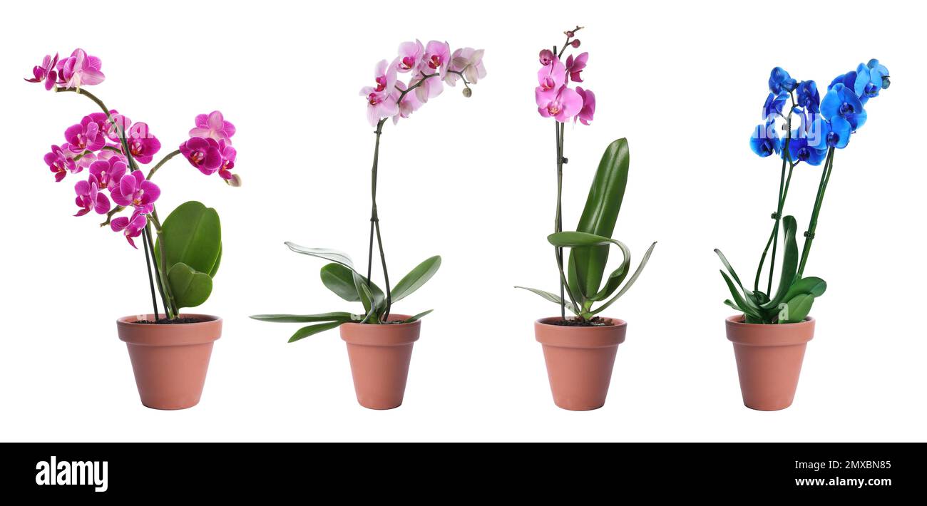 Set of blooming orchid plants in flower pots on white background. Banner design Stock Photo
