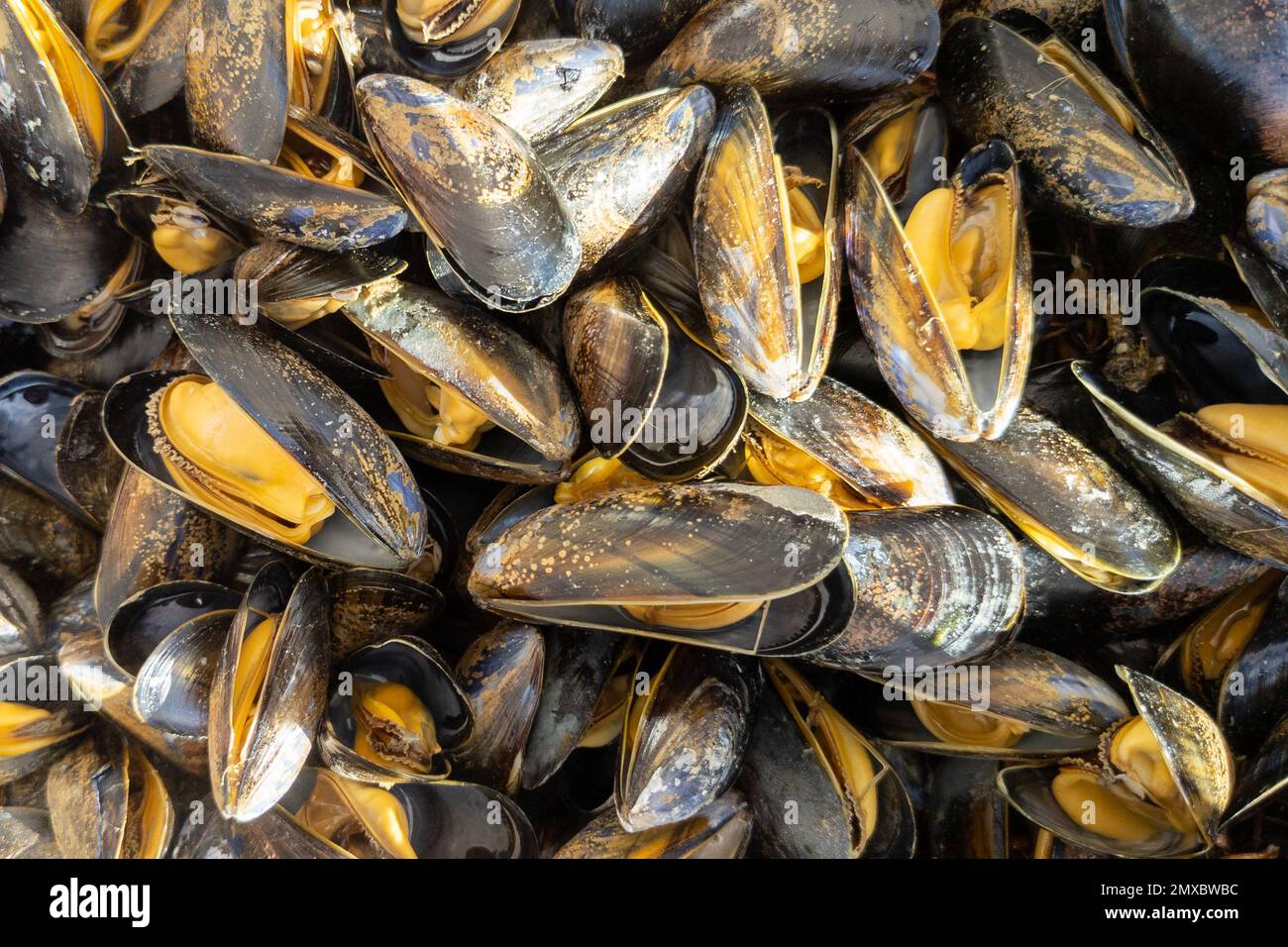 Fresh mussel open cooked shell mussels yellow in Top view background
