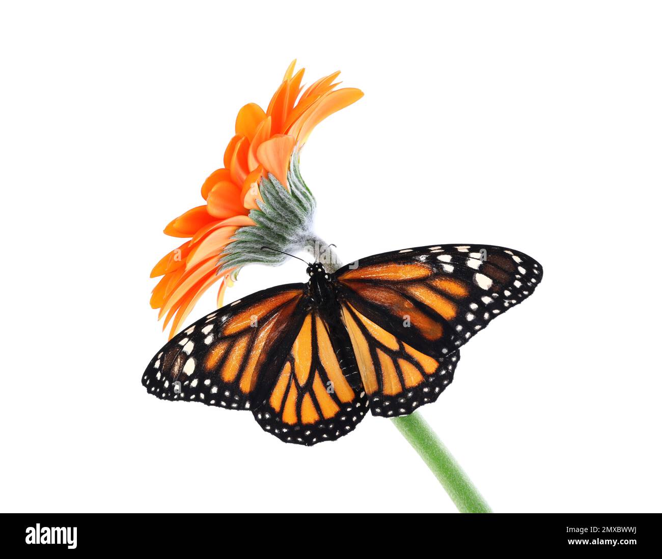 Flower with beautiful monarch butterfly isolated on white Stock Photo ...