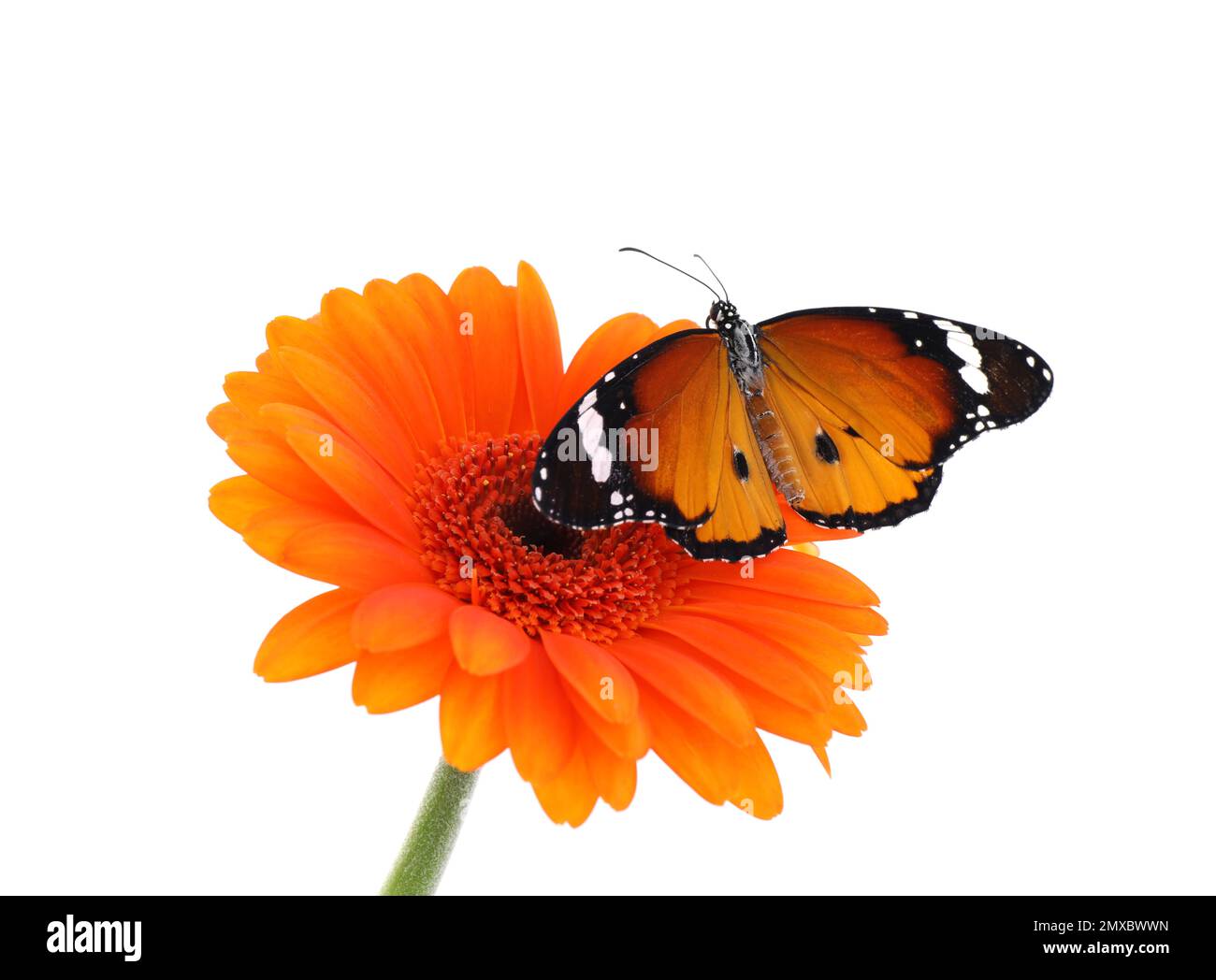 Flower with beautiful painted lady butterfly isolated on white Stock