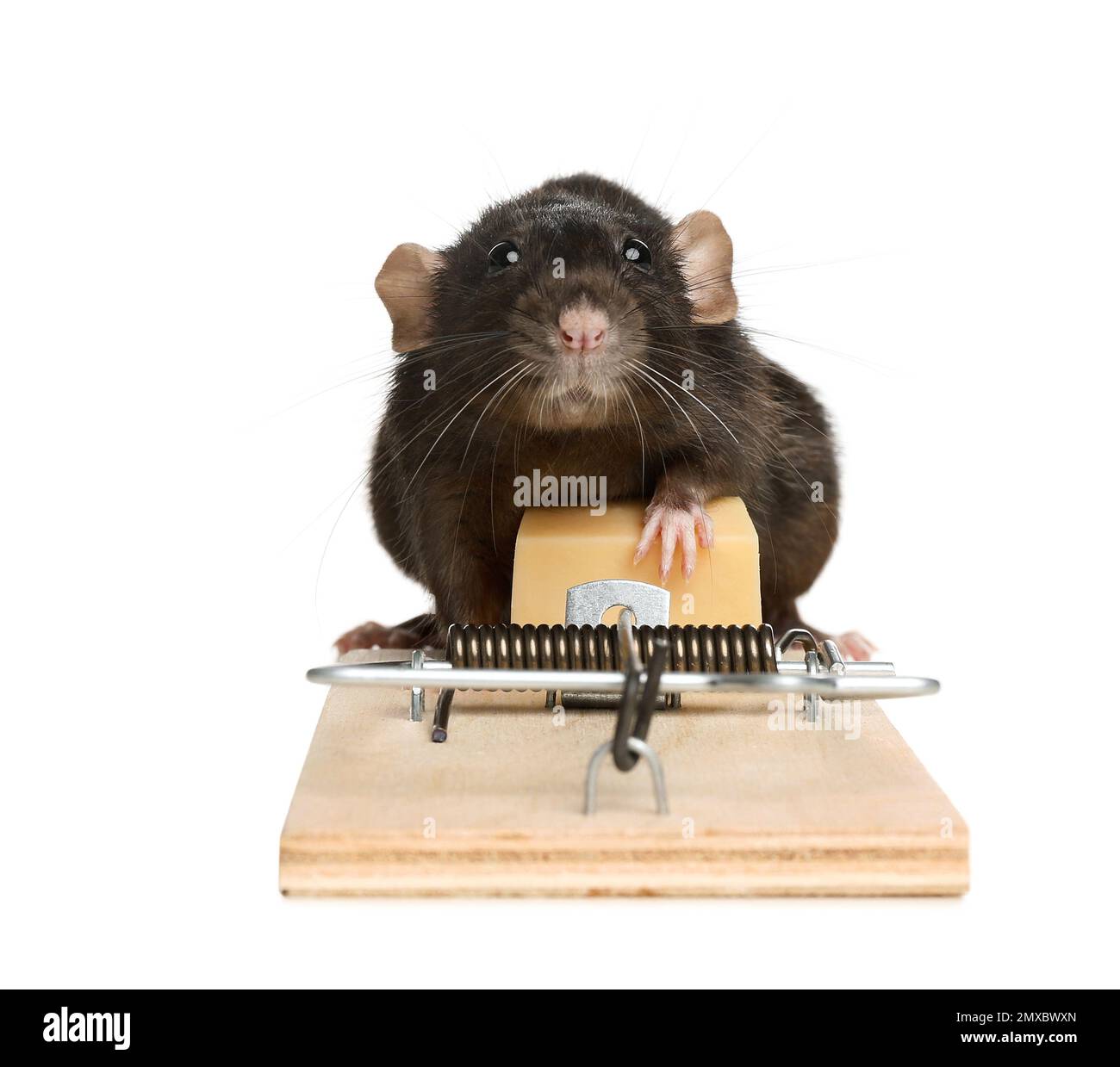 Rat Trapped Trap Cage Trap Dirty Rat Has Contagion Disease Stock Photo by  ©Prot56 186526398