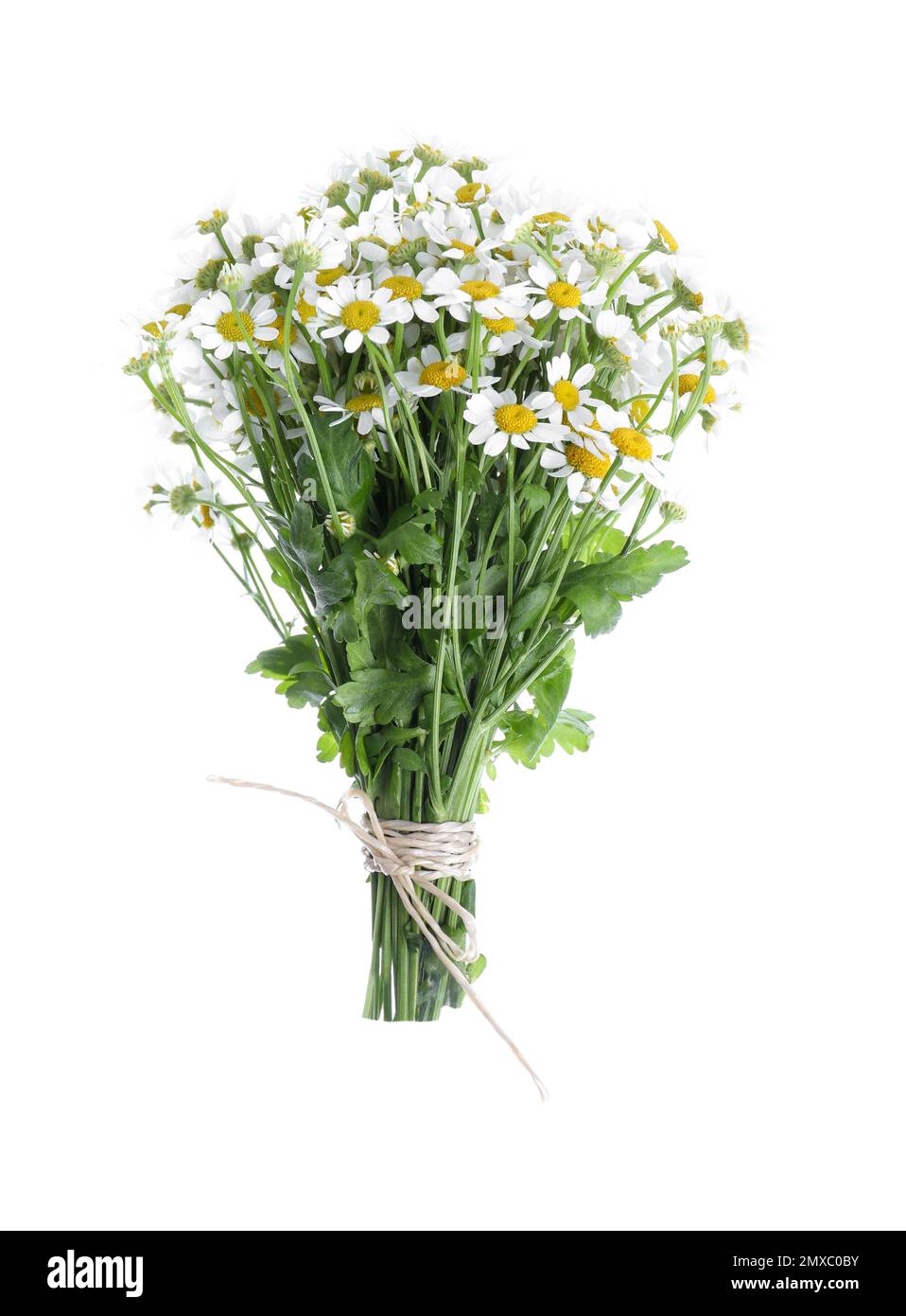 Beautiful fresh chamomile bouquet isolated on white Stock Photo - Alamy