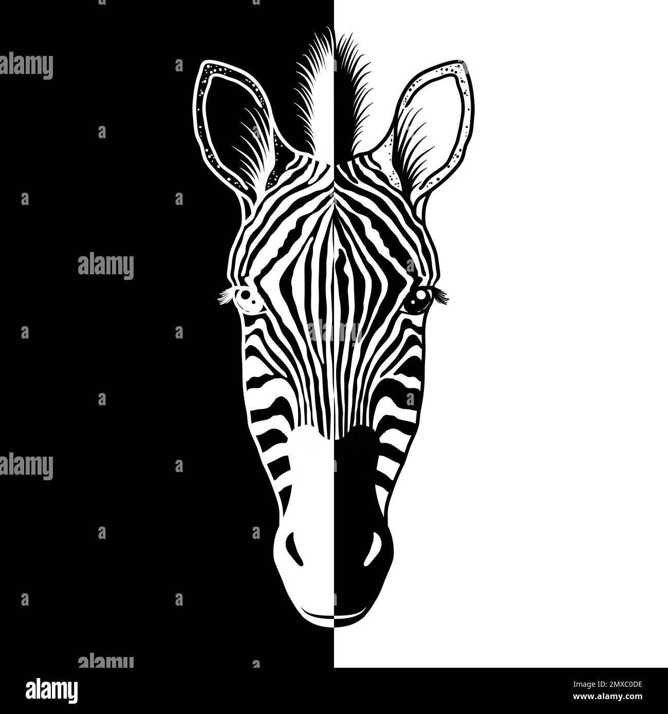Striped animal Black and White Stock Photos & Images Alamy