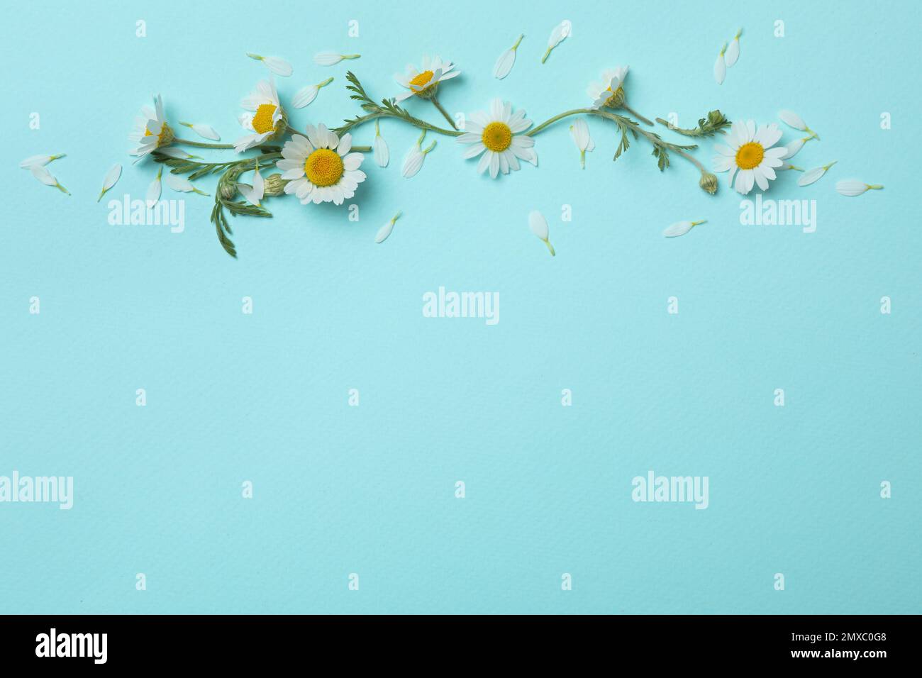 Flat lay composition with beautiful chamomiles on light blue background ...